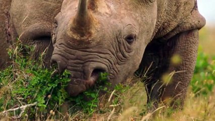 Secret Safari - Into the Wild - Se1 - Ep02 HD Watch HD Deutsch