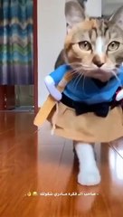 مقاطع مضحكة