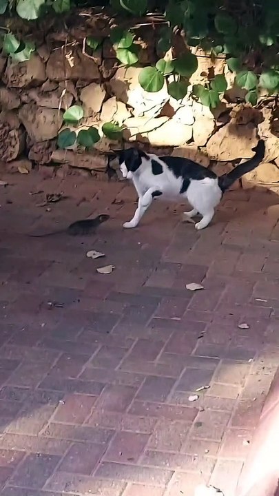 Brave Rat Manages to Intimidate Cat