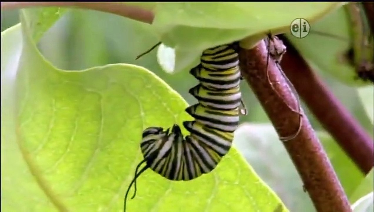 Wild Kratts - Se1 - Ep43 HD Watch HD Deutsch