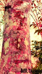 Extereme tapping Rubber