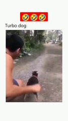 Turbo dog #shorts #tranding #viral #vairalvideo #vairal