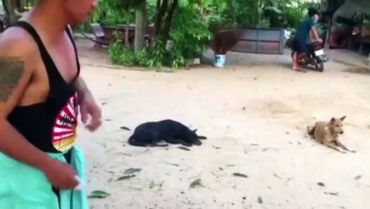 Troll Prank Dog Funny  fake Lion and Fake Tiger Prank To dog  Huge Box Prank to dog_480p