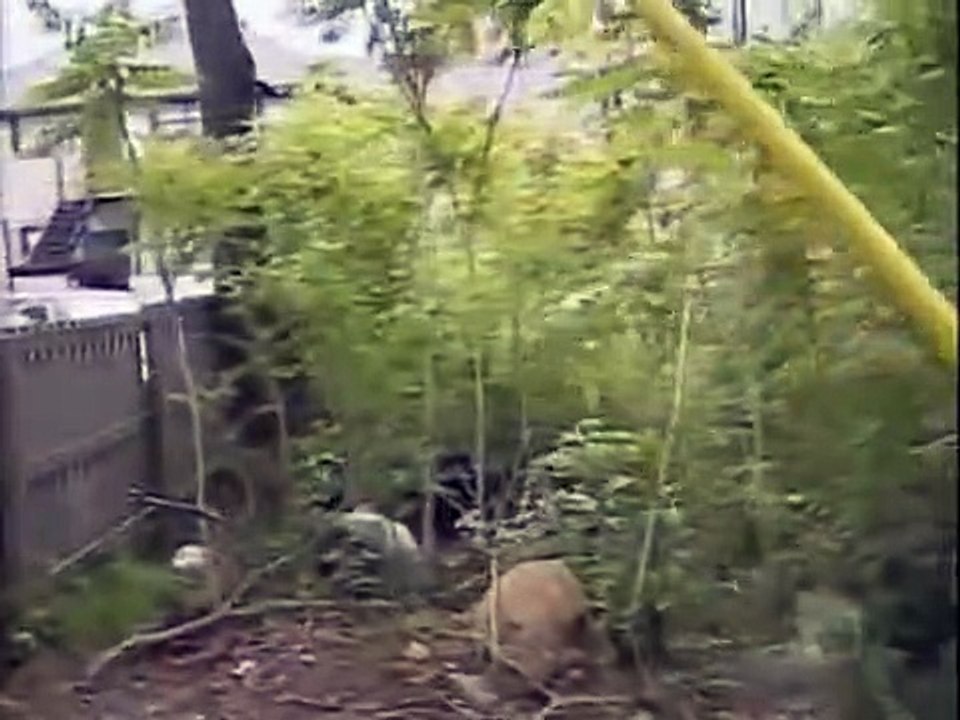 Cops - Se11 - Ep04 HD Watch HD Deutsch