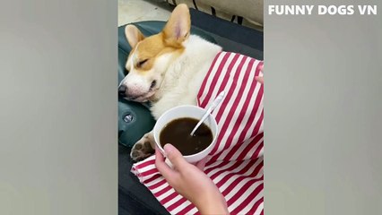 Funniest Animals Video - Funny Dogs And Cats - Try Not To Laugh Animals 2022