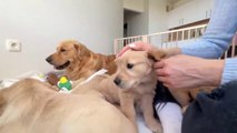 Golden Retriever Dad Meets His 11 Puppies