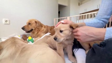 Golden Retriever Dad Meets His 11 Puppies