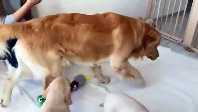 Golden Retriever Dad Meets His 11 Puppies