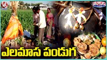 Kamareddy Farmers Celebrates Elamasa Festival Ahead Of Sankranthi _ V6 Teenmaar
