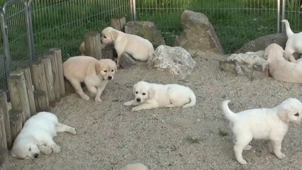 Schwarm von Golden Retriever Welpen