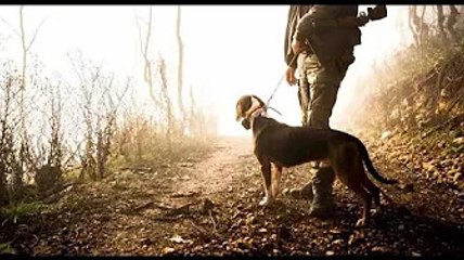 Test viral : combien d’animaux voyez vous