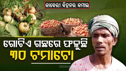 Tomato farmers in Bhanjanagar use modern technologies to get best produce