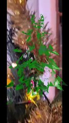 Les sapins de noel des tretsois - 2022