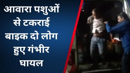 सतना: तेज रफ्तार मोटरसाइकिल आवारा पशुओं से टकराई ,दो लोग घायल