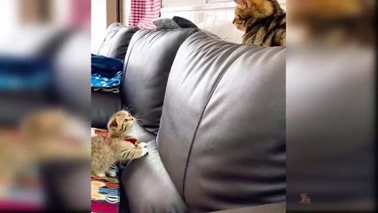 Baby Cats - Cute and Funny Cat Videos Compilation_ Aww Animals