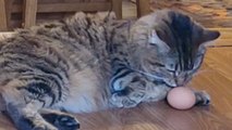 Cat channels her inner chicken before IMMEDIATELY REVERTING to her kitty ways