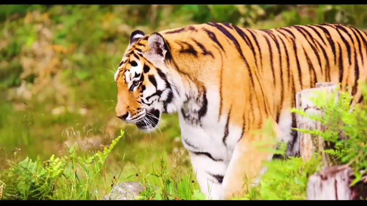 Nice Taigar 