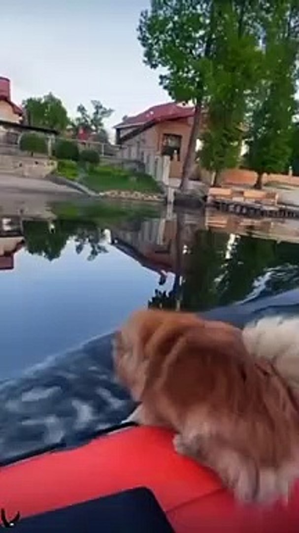 Funny Animals #short  #funny #animal