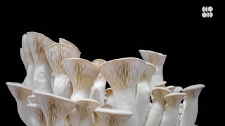 How Psychedelic Mushrooms Could Treat Depression