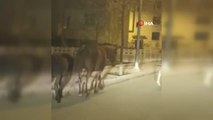 Elazığ'da başıboş atlar, cadde ve sokaklarda gezdi