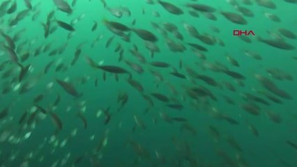 REKORTMEN DALGIÇ İSTAVRİT SÜRÜSÜNÜ KOVALAYAN 32 KİLOLUK AKYA AVLADI