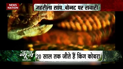 Jungle News : जब किंग कोबरा कार की बोनट पर चढ़ गया...