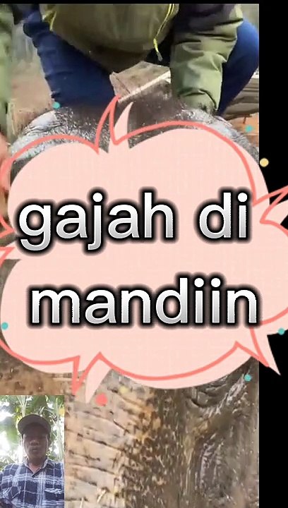 Gajah LG di mandiin