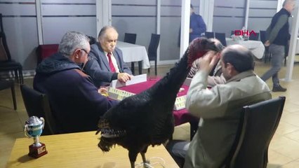 HİNDİLİ OKEY TURNUVASI GELENEĞİ 45 YILDIR SÜRÜYOR