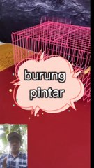 Burung pintar dan cerdas
