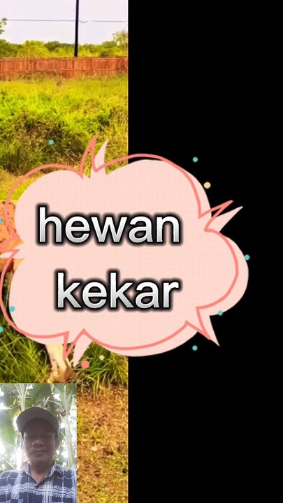 Hewan apa y