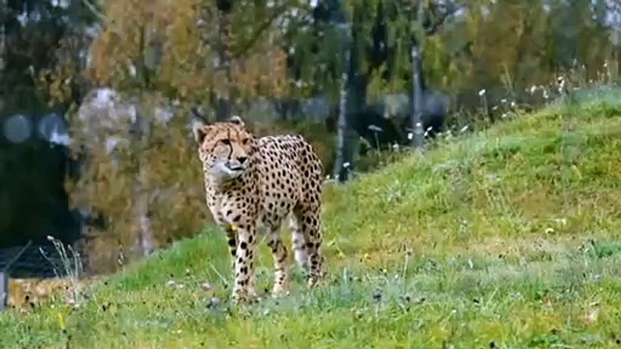 Wildlife Wild Animals