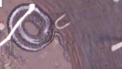 मुजफ्फरनगर: कुएं में निकला ऐसा विशालकाय जीव, देखने वालों के उड़े होश