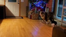 Dog Drags String for Cat