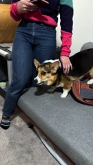 Corgi Disapproves of Identity Theft
