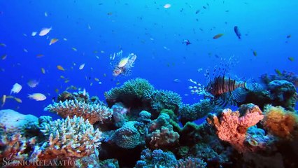 The Ocean 4K - Scenic Wildlife Film With Calming Music