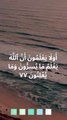 Quran Surah Al Baqarah verse 77 in Arabic Urdu English