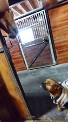 Friendship Between a Horse and a Dog