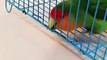 Parrot  funny video #funny birds sounds