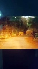 सावधान रहे : जिले में विचरण कर रहा 80 हाथियों का दल