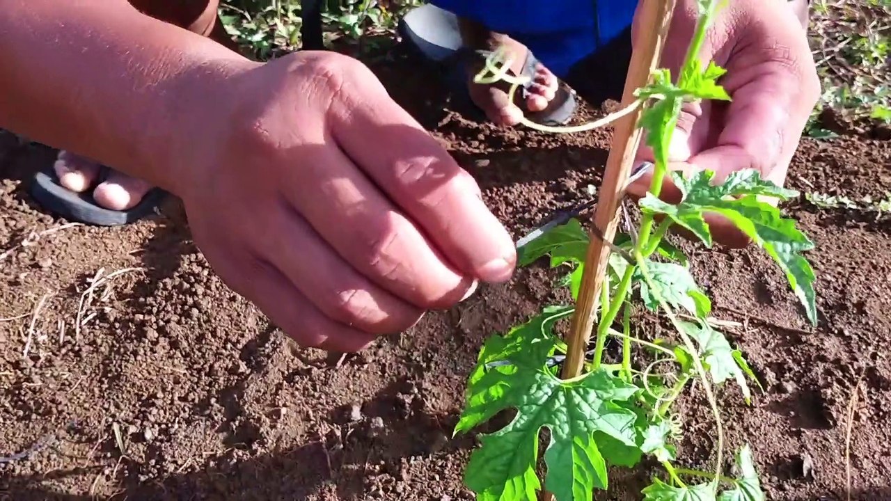 Ampalaya Planting Compilation