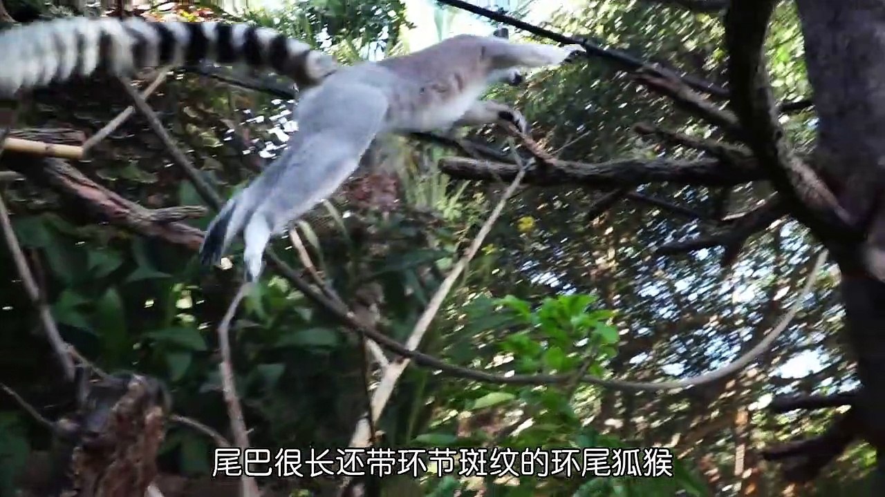 会释放臭气冲击波的 #环尾狐猴 #万物皆有灵性 #纪录片充电计划动物篇 #动物的迷惑行为