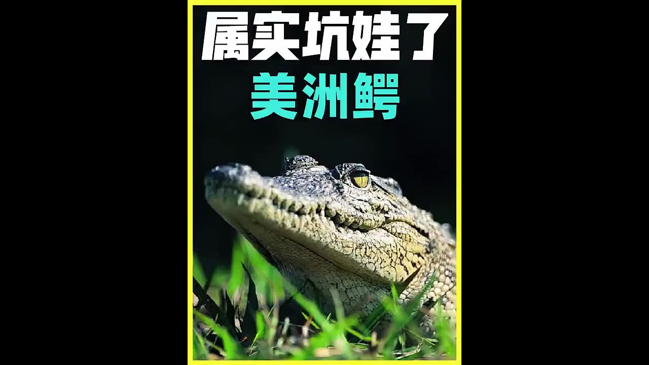 鳄鱼妈的帮宝逝 #万物皆有灵性 #动物成精 #纪录片充电计划动物篇