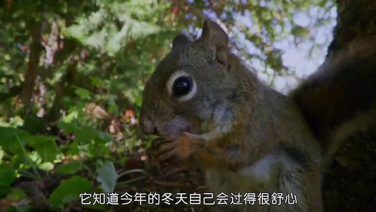 论备胎的重要性 #万物皆有灵性 #纪录片充电计划动物篇 #动物