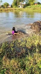 हाथी मेरे साथी, हाथी से प्यार करने वालो हाथी का प्यार कितना सच्चा होता हे,