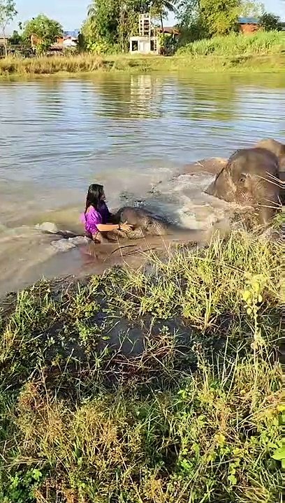 हाथी मेरे साथी, हाथी से प्यार करने वालो हाथी का प्यार कितना सच्चा होता हे,