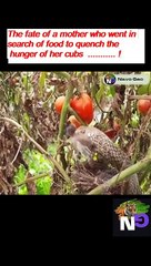 Melted motherly affection for Animal