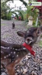 Cute Pets 2022  Funny Animals Video 2022  #shorts #funny #cute