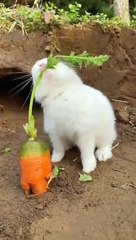 Rabbit eats sweet carrots