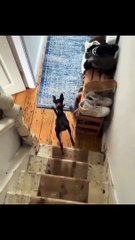 Funny Dancing for cute pets 2022 #shorts #funny