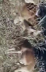 leopard vs wild dog vs monkey (2022-2023) #shorts